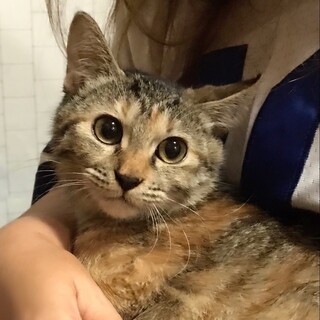 ナッツちゃん　抱っこOK　茶キジトラ女の子《動画》