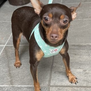 ミニチュアピンシャーのリーゼちゃん