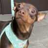ミニチュアピンシャーのリーゼちゃん サムネイル2