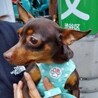 ミニチュアピンシャーのリーゼちゃん サムネイル4
