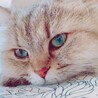 ねこ脇さん