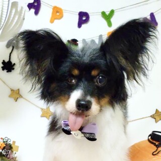 久礼（くれ）陽気なパピプペパピヨン