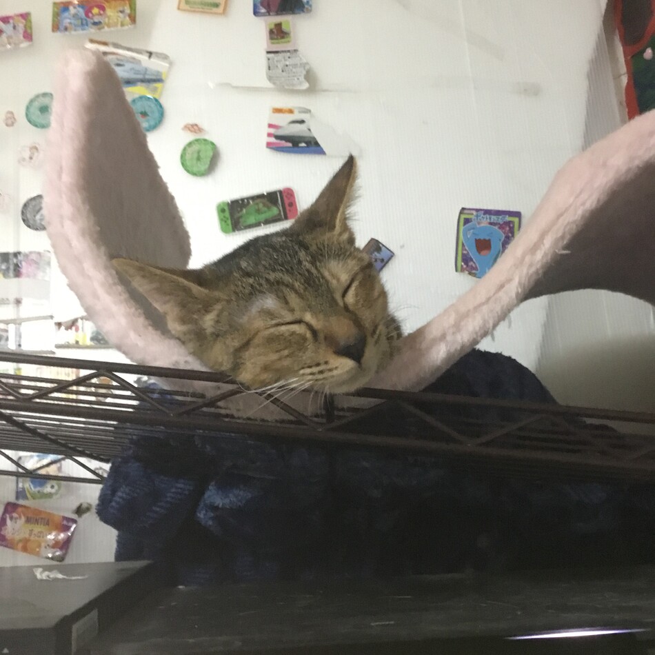 ちぃちゃんのカバー写真
