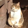 ねっこねーむ
