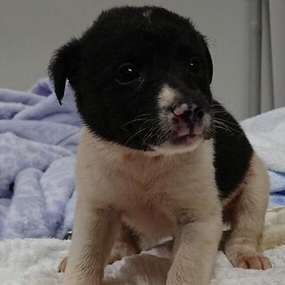 ★一般譲渡期間内に★僕を出して下さい 不幸な子ゼロ