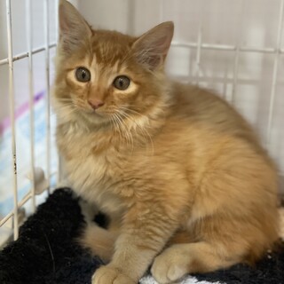 【小平市】募集一時停止。レタスくん