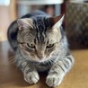 シャンころ