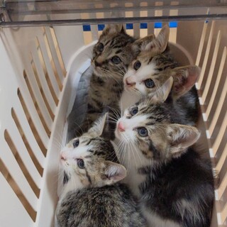 可愛い4匹の仔猫達　白キジとキジトラ