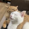 ひらつかはるか