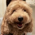 【ココタン】おかげさまで里親様が決まりました