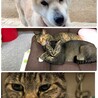 さとみのまま
