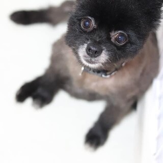 ポメラニアン 哲也くん 里親様募集☆