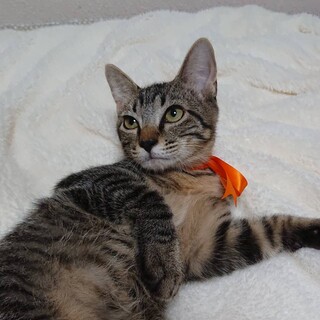 あまったれの去勢済み5ヶ月の子猫