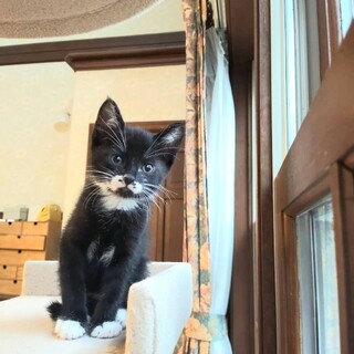 【毎週日曜譲渡会】可愛い4兄妹