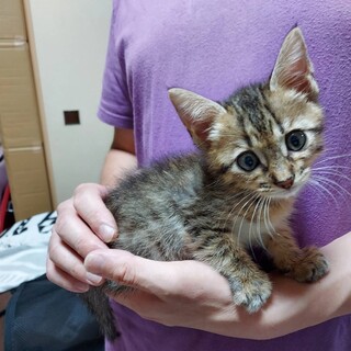 保健所からのレスキュー キジの子猫