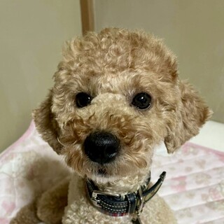 室蘭（むろらん）本当はかまって欲しい控えめ女子★