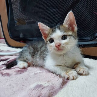 ミルクから育てたかわいいキジ白ちゃん