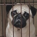 自分で一生懸命やりたいので今回は里親にだしません