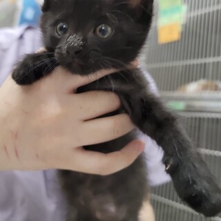黒猫♂まる君