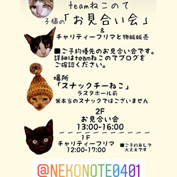 ふれあい子猫のお見合い会