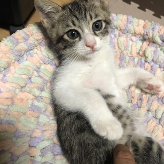 ♥️10/3加古川での譲渡会に参加します♥️