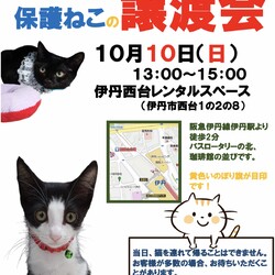 保護ねこの譲渡会