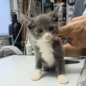【毎週日曜譲渡会】可愛いグレー白ちゃん