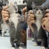 【毎週日曜譲渡会】可愛いグレー白ちゃん サムネイル4