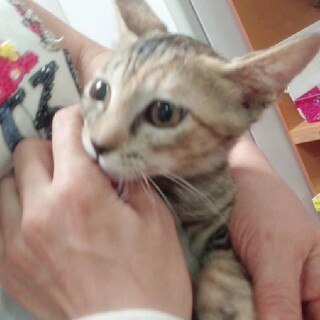 可愛い甘えたさん３か月です