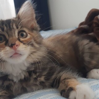 超お転婆娘です。半長毛の綺麗なさび猫