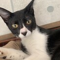 ★里親募集中★