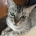 ★里親募集中★