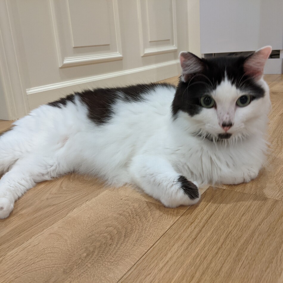 オリーブのカバー写真