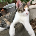 三毛猫の飼い主さん募集