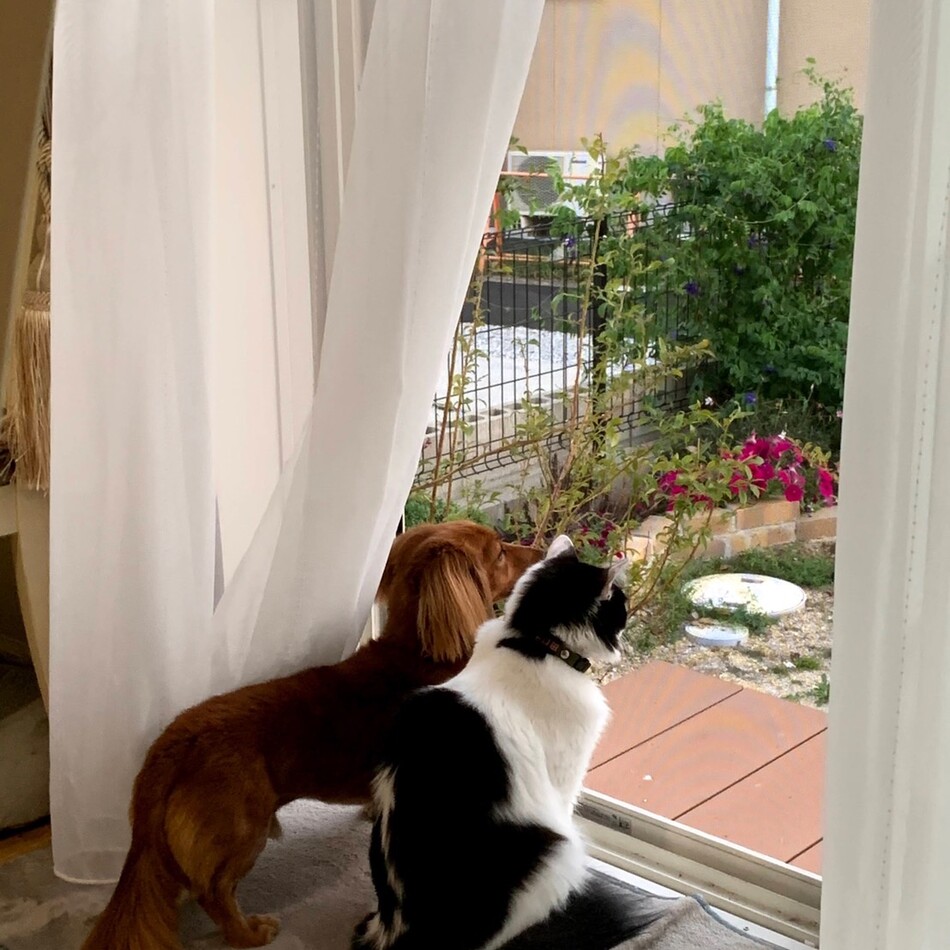 Rudyのカバー写真