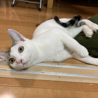 まんまる可愛いカーたん♂甘えん坊になった〜