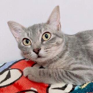 10/3西千葉ෆ⃛サバトラのお猫さまෆ⃛ぐっちゃん