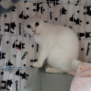 子猫たちと一緒に保護した美猫白ママさん