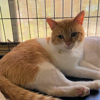 交渉中です。ミッチー君