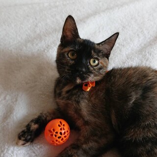 サビの女の子避妊済