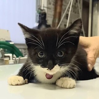 【毎週日曜譲渡会】可愛い女の子