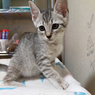 譲渡決定❗寂しがりで綺麗なサバトラちゃん♡