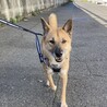 お散歩上手な【ソファー】ちゃん サムネイル3