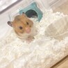 の写真