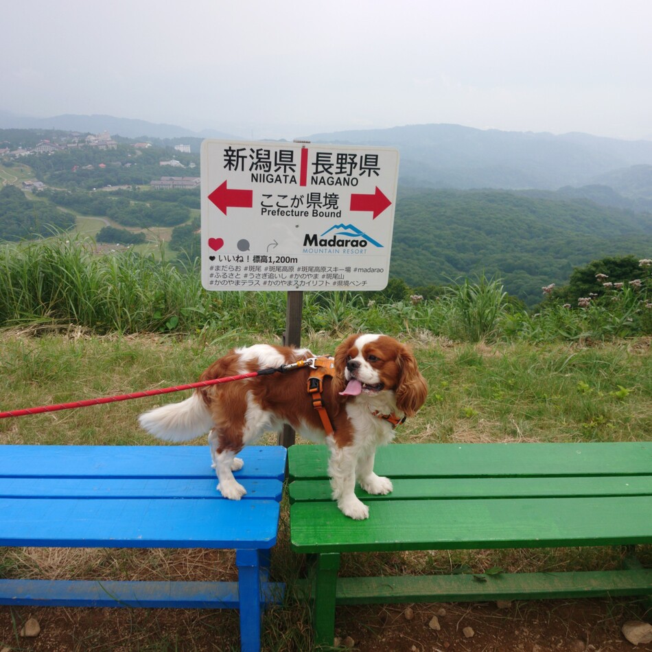 チャックのカバー写真