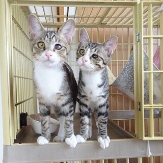 辛い治療を耐えぬいた兄弟猫