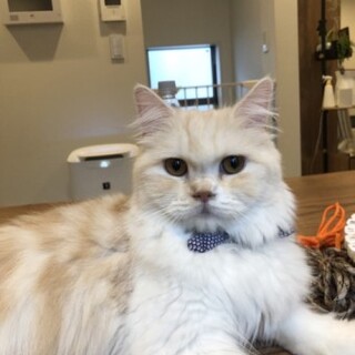 スコティッシュフォールドのシャインちゃん