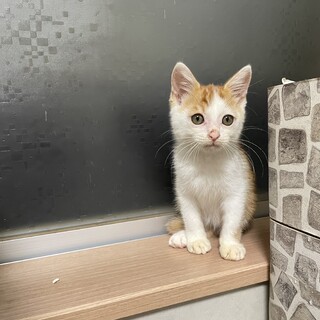 淋しがりやの小さな甘えん坊君