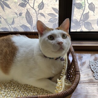 シニアの方にピッタリのシャイ