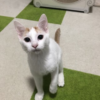 優しい白茶猫♪パイチャくん